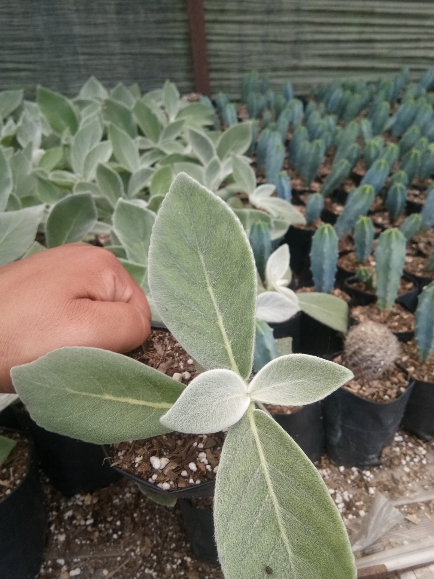 "Sinningia Tubiflora: Elegant Trumpet Flower for Home and Garden"