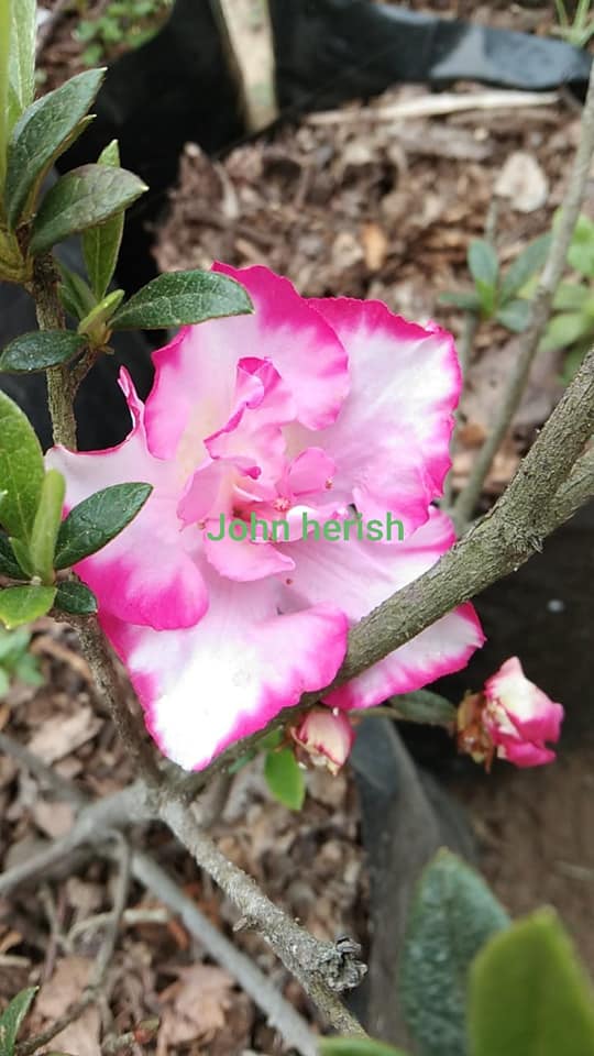 Azalea John Hearrens – Beautiful Blooming Indoor & Outdoor Flowering Plant