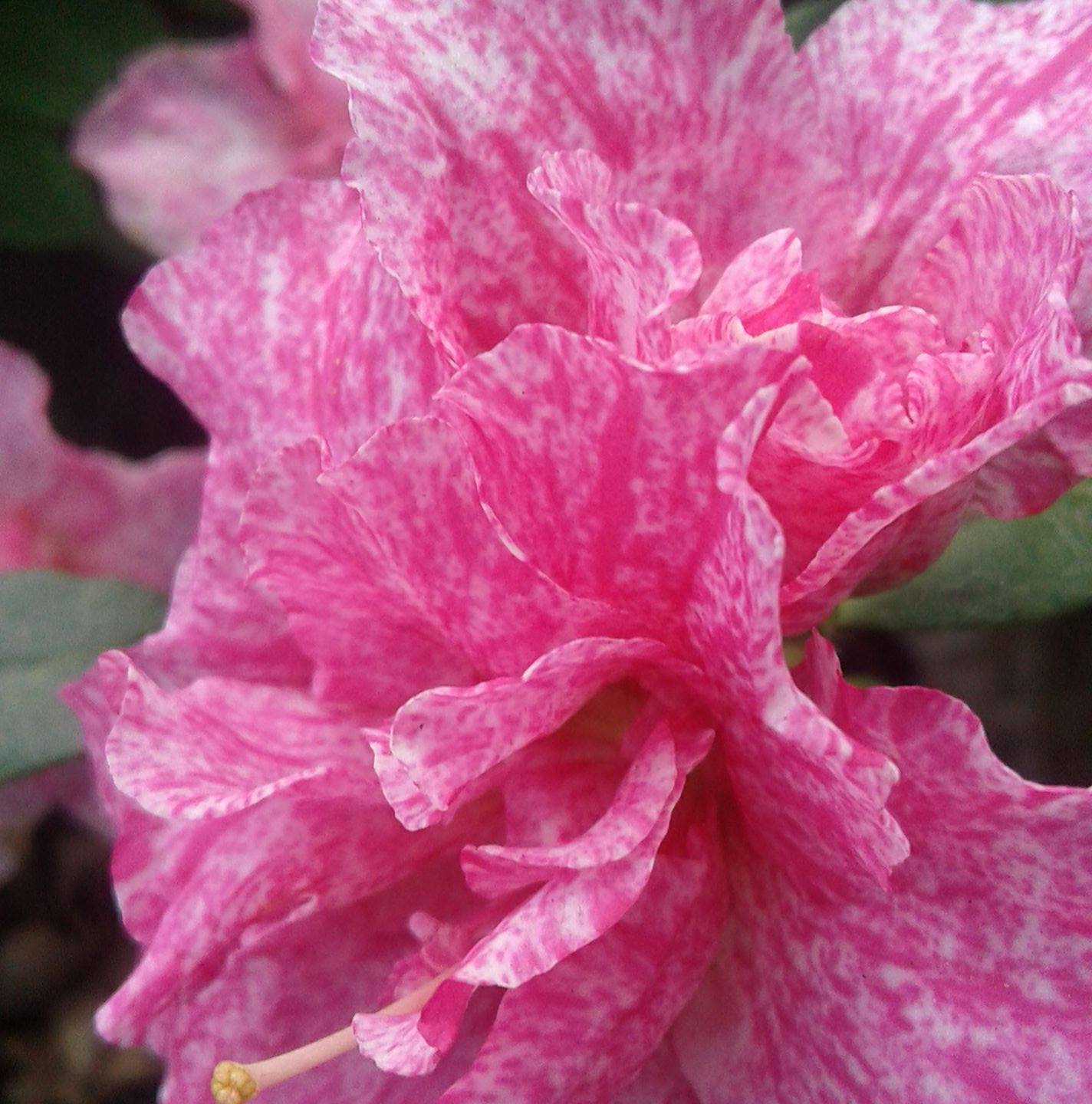 Azalea ‘Belgian Pink’ – Classic Elegance in Soft Pink Blooms