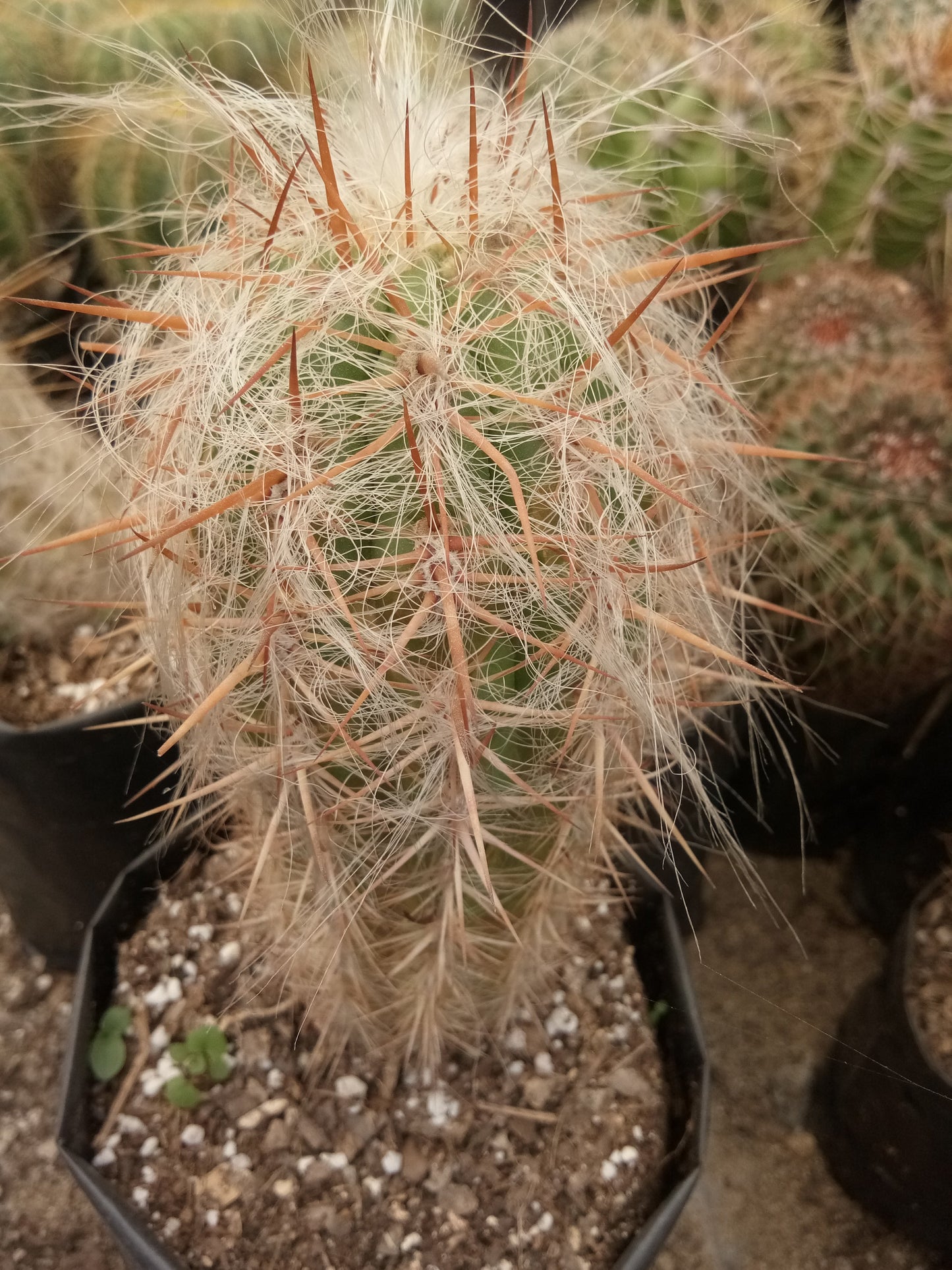 Oreocereus Celsianus (Old Man Cactus – Red Spine, Bare Rooted Live Plant)
