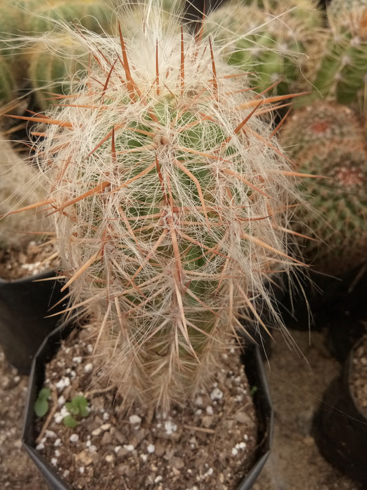 Oreocereus Celsianus (Old Man Cactus – Red Spine, Bare Rooted Live Plant)