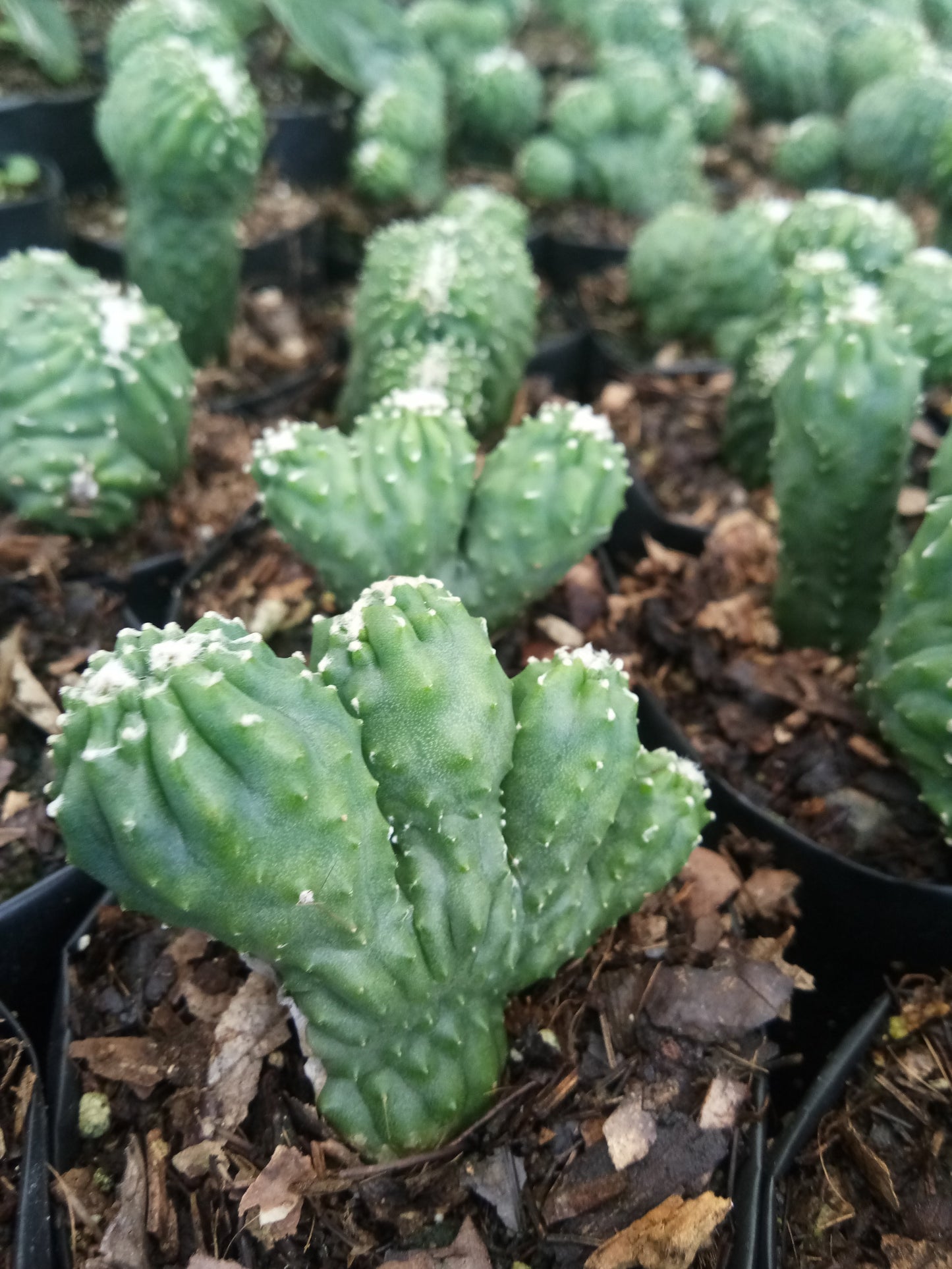 Cereus Forbesii Monstrose (Bare Rooted Live Plant – Well Rooted Mature Plant)