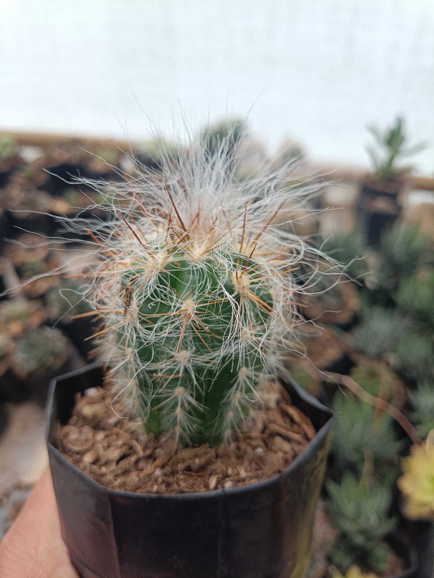 Oreocereus Celsianus (Old Man Cactus – Red Spine, Bare Rooted Live Plant)