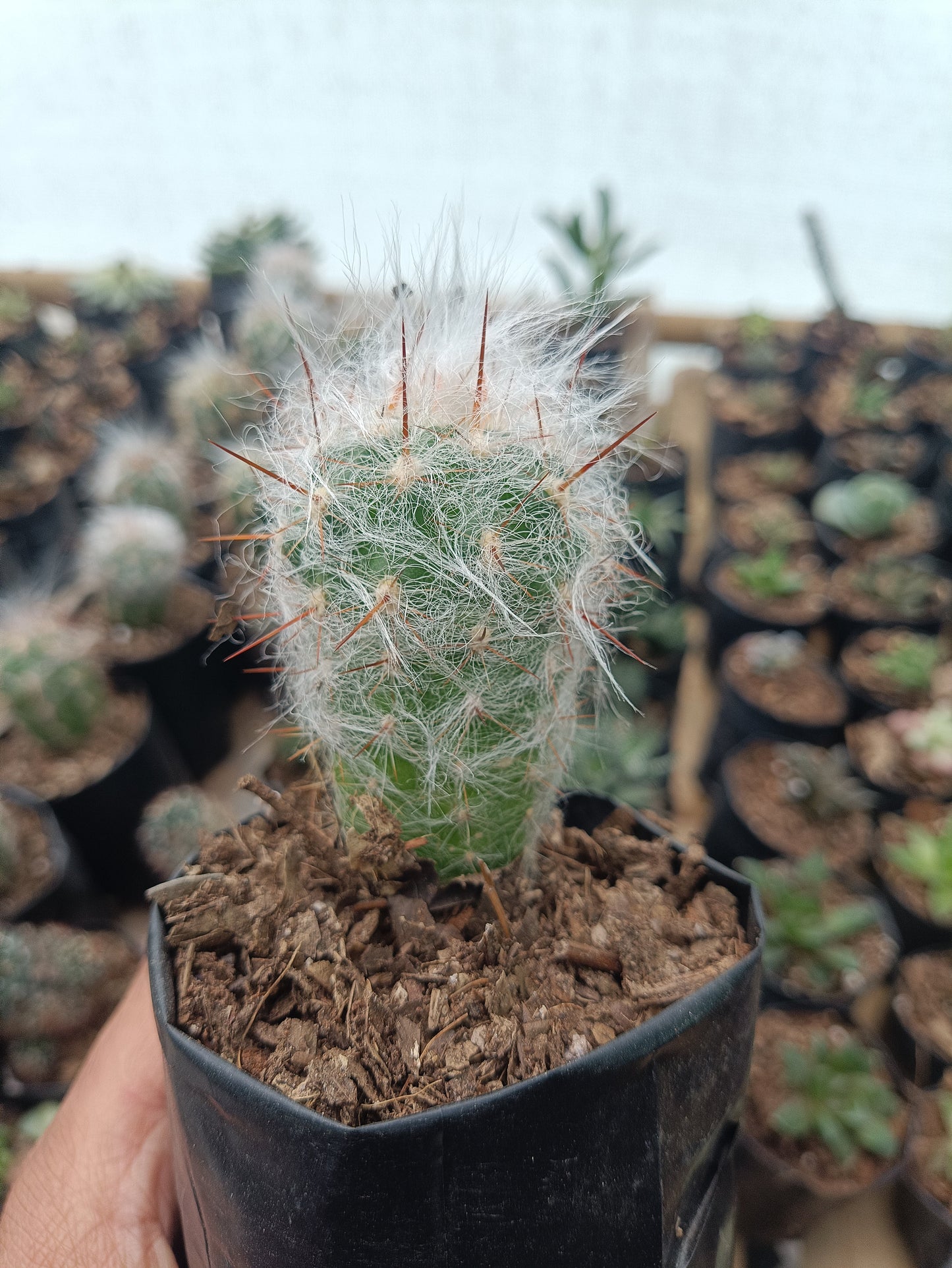 Oreocereus Celsianus (Old Man Cactus – Red Spine, Bare Rooted Live Plant)