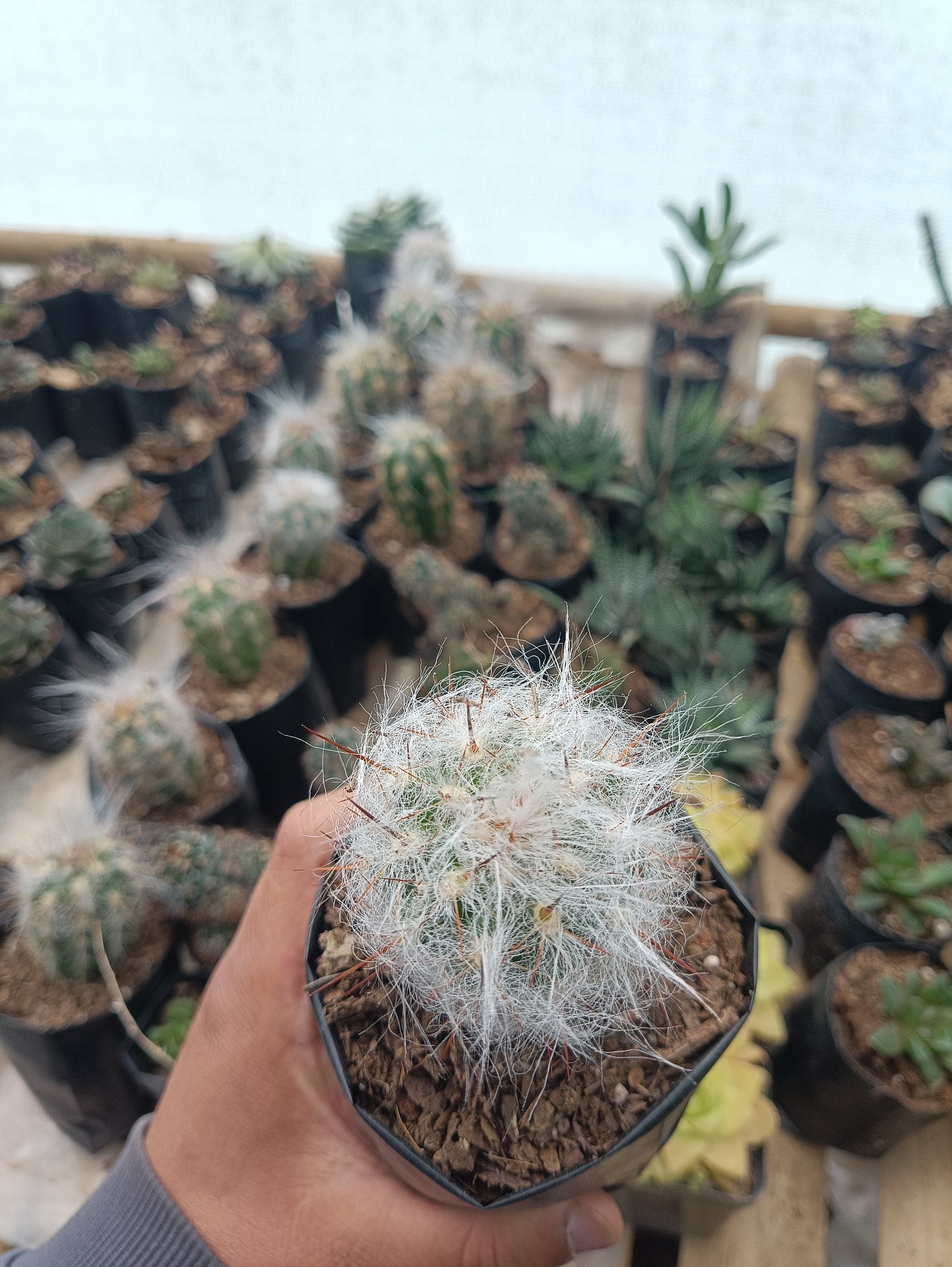 Oreocereus Celsianus (Old Man Cactus – Red Spine, Bare Rooted Live Plant)