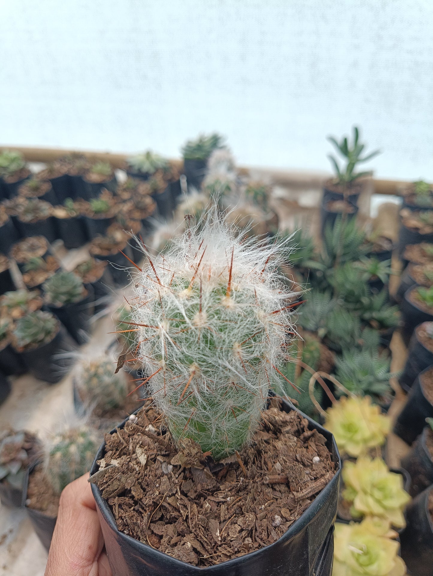 Oreocereus Celsianus (Old Man Cactus – Red Spine, Bare Rooted Live Plant)