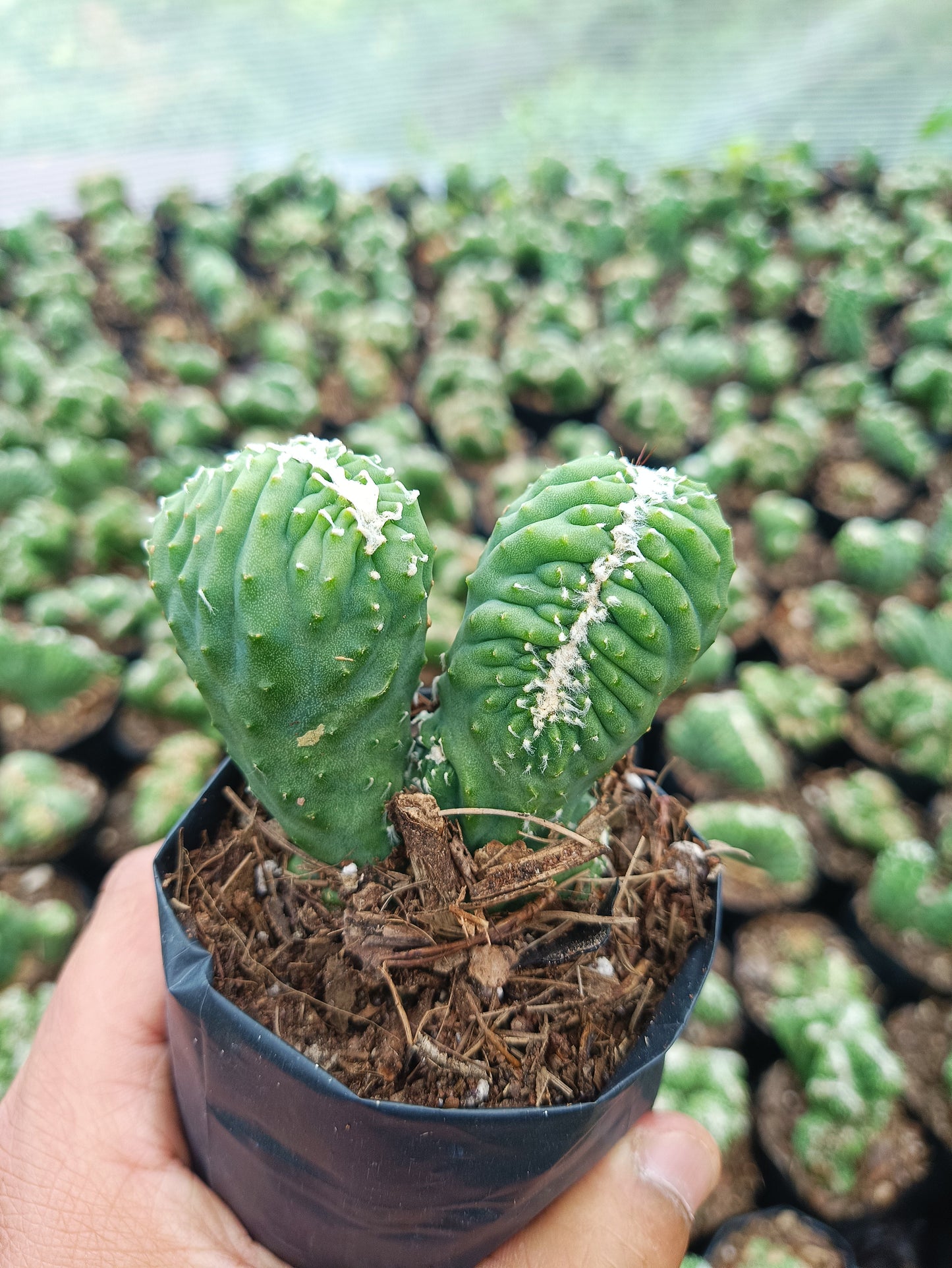 Cereus Forbesii Monstrose (Bare Rooted Live Plant – Well Rooted Mature Plant)