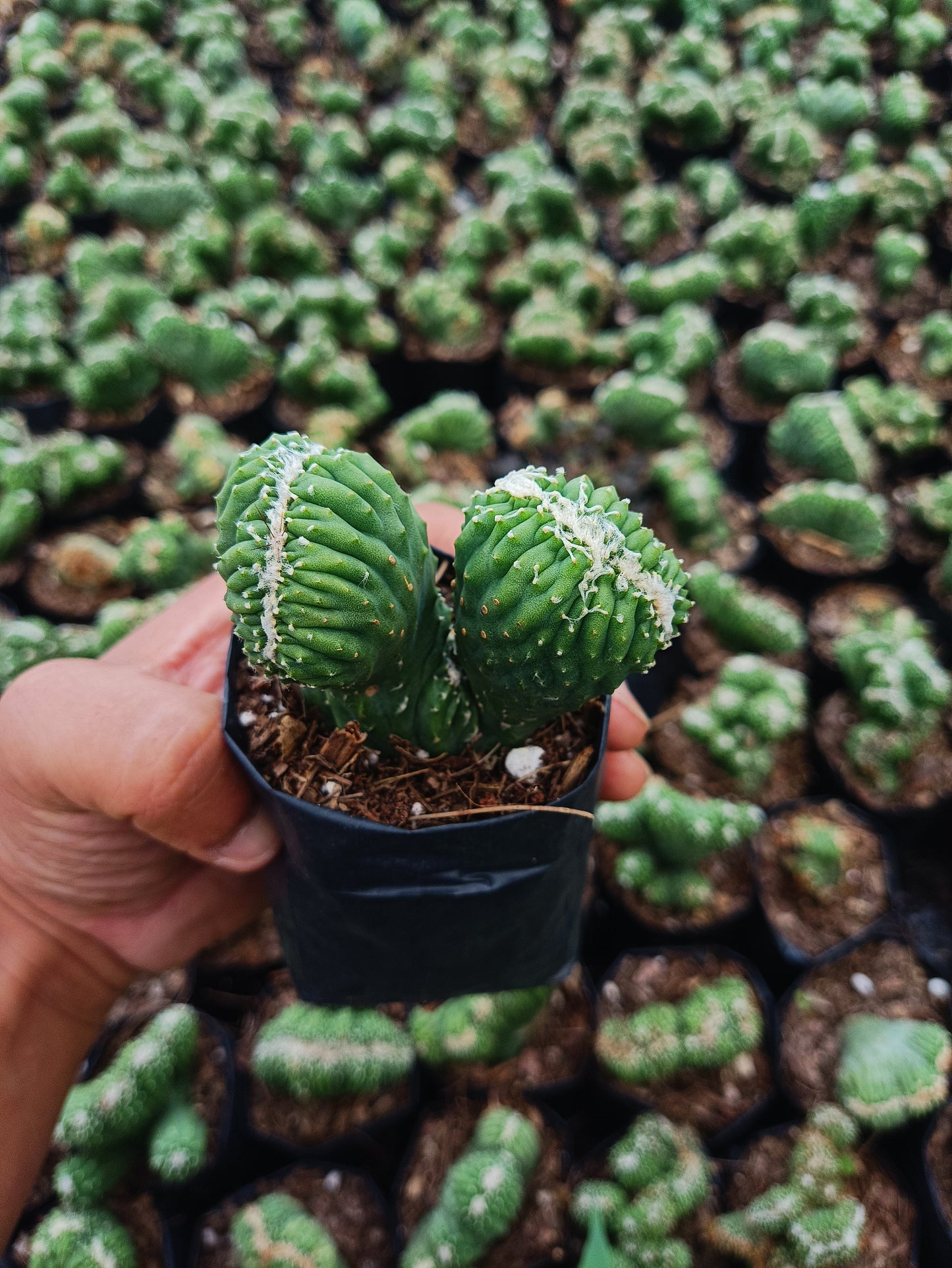 Cereus Forbesii Monstrose (Bare Rooted Live Plant – Well Rooted Mature Plant)