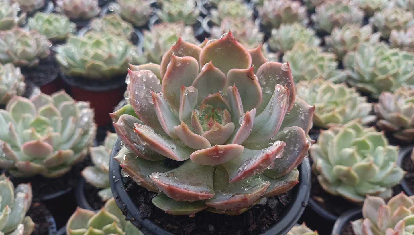 Echeveria ‘Latte Rose’ Hybrid Live Succulent (102–152mm Diameter) — Well Rooted & Mature