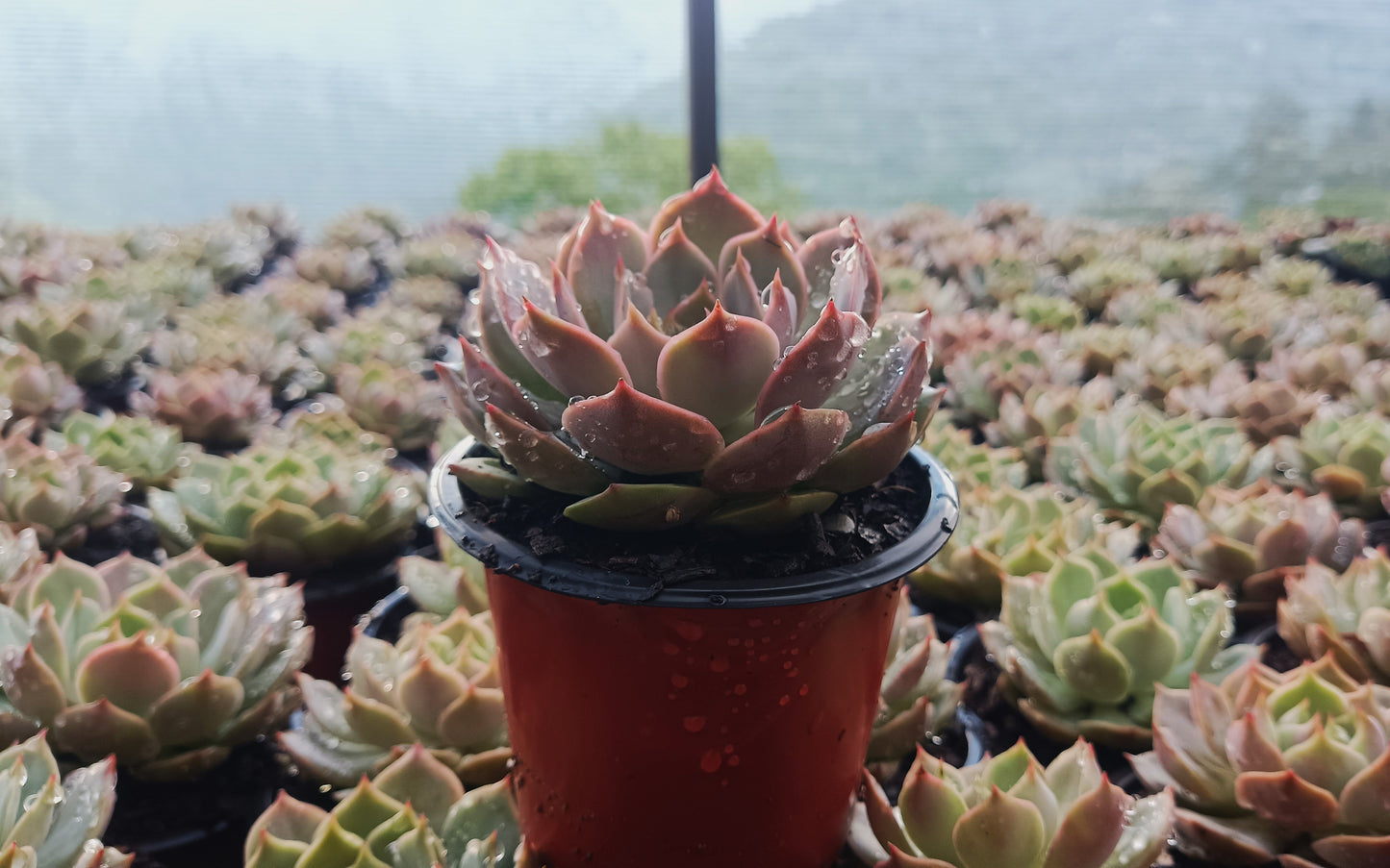 Echeveria ‘Latte Rose’ Hybrid Live Succulent (102–152mm Diameter) — Well Rooted & Mature