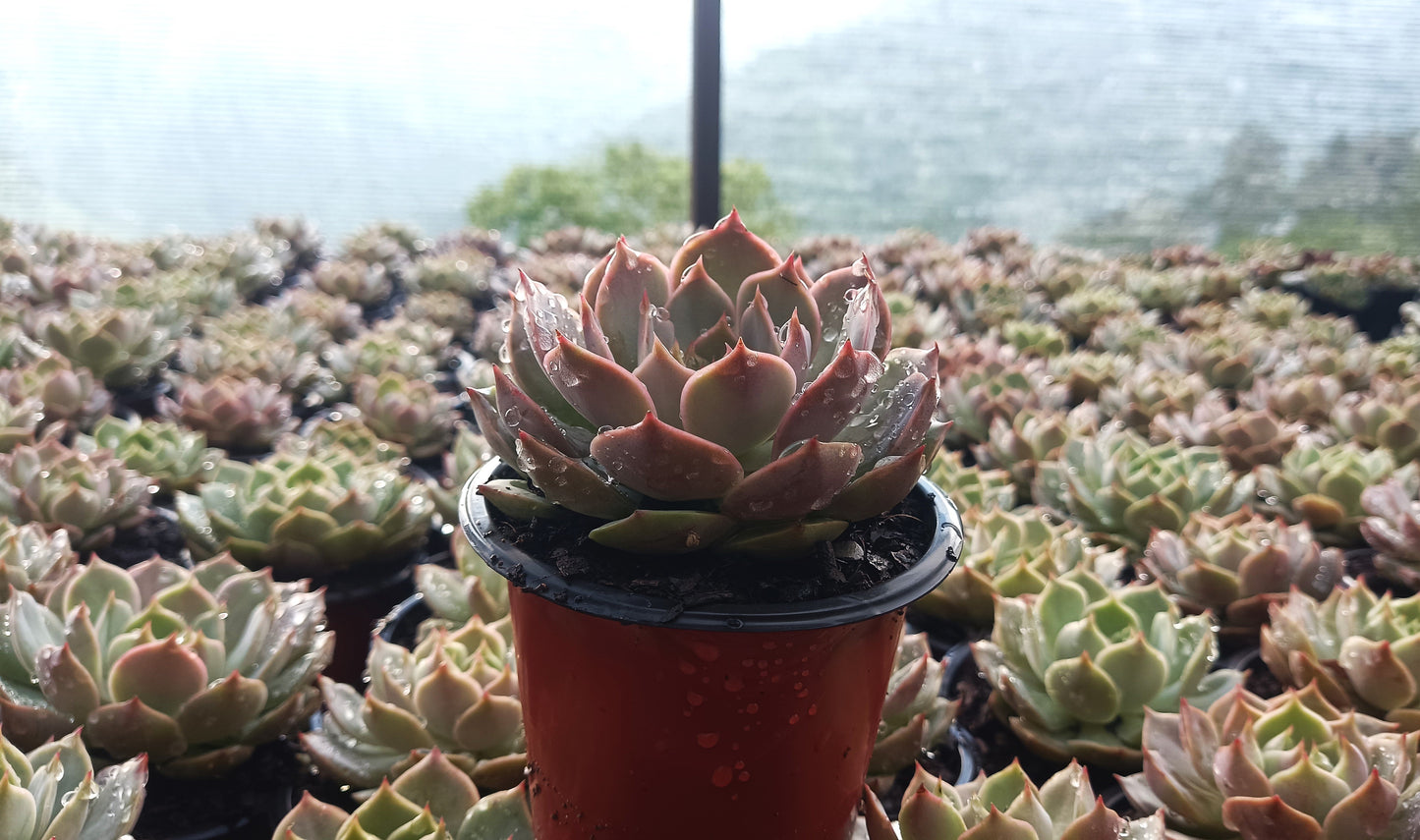Echeveria ‘Latte Rose’ Hybrid Live Succulent (102–152mm Diameter) — Well Rooted & Mature