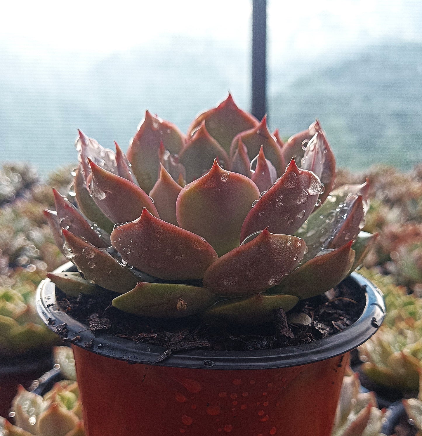 Echeveria ‘Latte Rose’ Hybrid Live Succulent (102–152mm Diameter) — Well Rooted & Mature