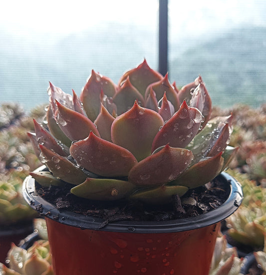 Echeveria ‘Latte Rose’ Hybrid Live Succulent (102–152mm Diameter) — Well Rooted & Mature