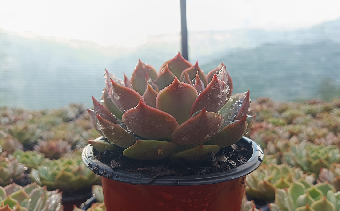 Echeveria ‘Latte Rose’ Hybrid Live Succulent (102–152mm Diameter) — Well Rooted & Mature