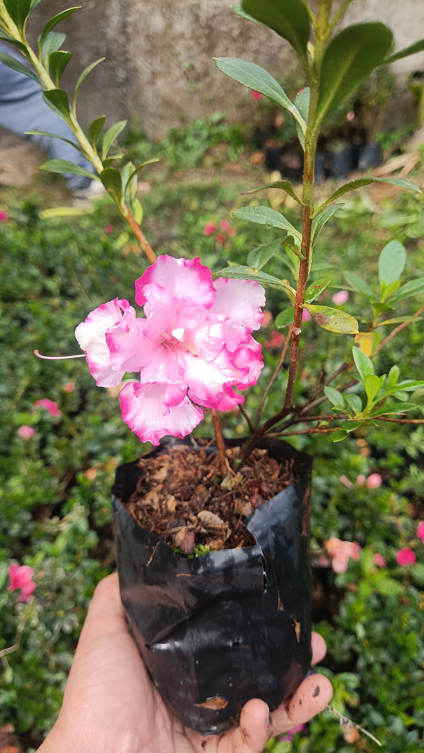 Azalea John Hearrens – Beautiful Blooming Indoor & Outdoor Flowering Plant