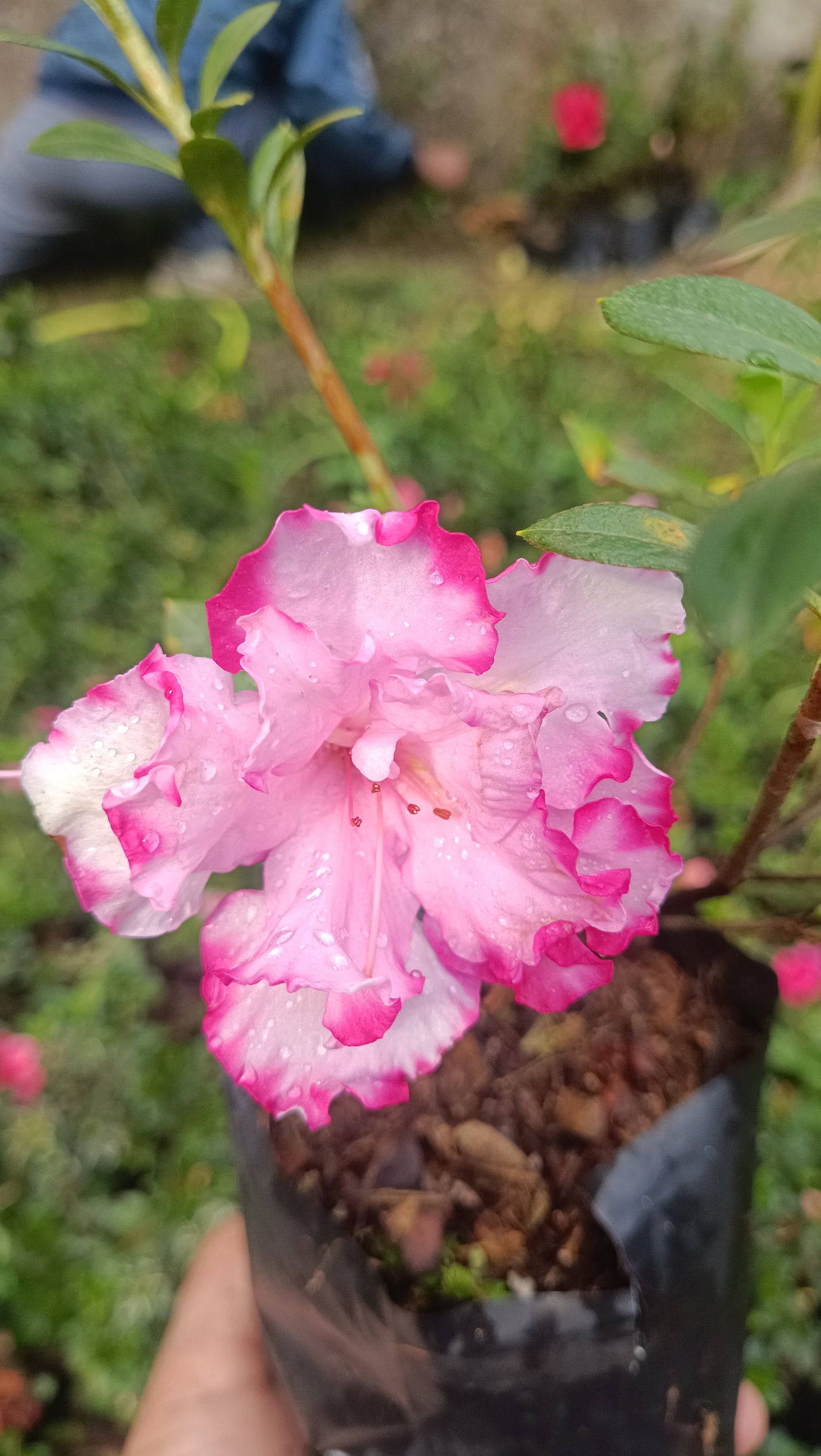 Azalea John Hearrens – Beautiful Blooming Indoor & Outdoor Flowering Plant