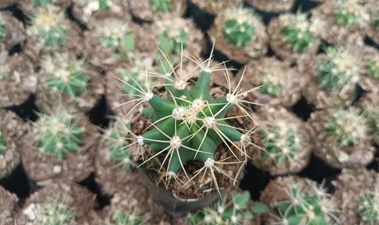 Ferocactus Glaucescens Cactus Live Plant (63–89mm Diameter) — Well Rooted & Mature