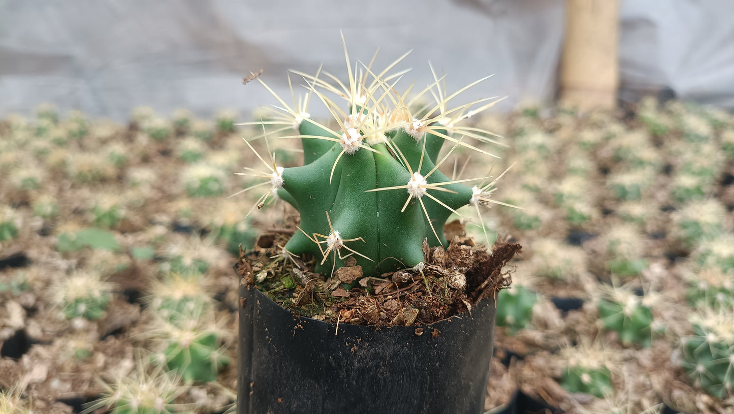 Ferocactus Glaucescens Cactus Live Plant (63–89mm Diameter) — Well Rooted & Mature