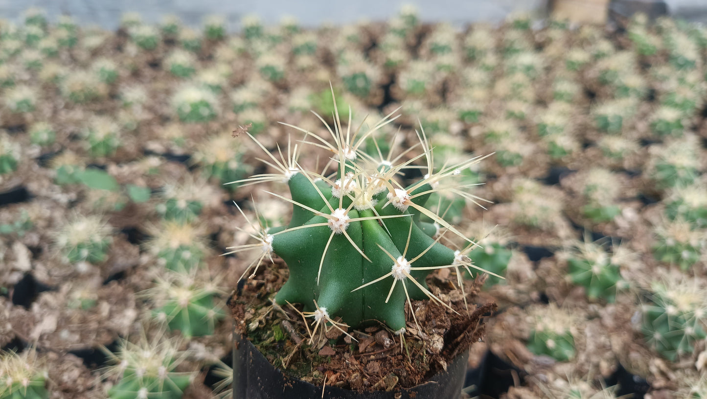 Ferocactus Glaucescens Cactus Live Plant (63–89mm Diameter) — Well Rooted & Mature