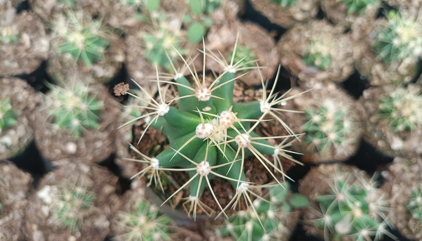 Ferocactus Glaucescens Cactus Live Plant (63–89mm Diameter) — Well Rooted & Mature