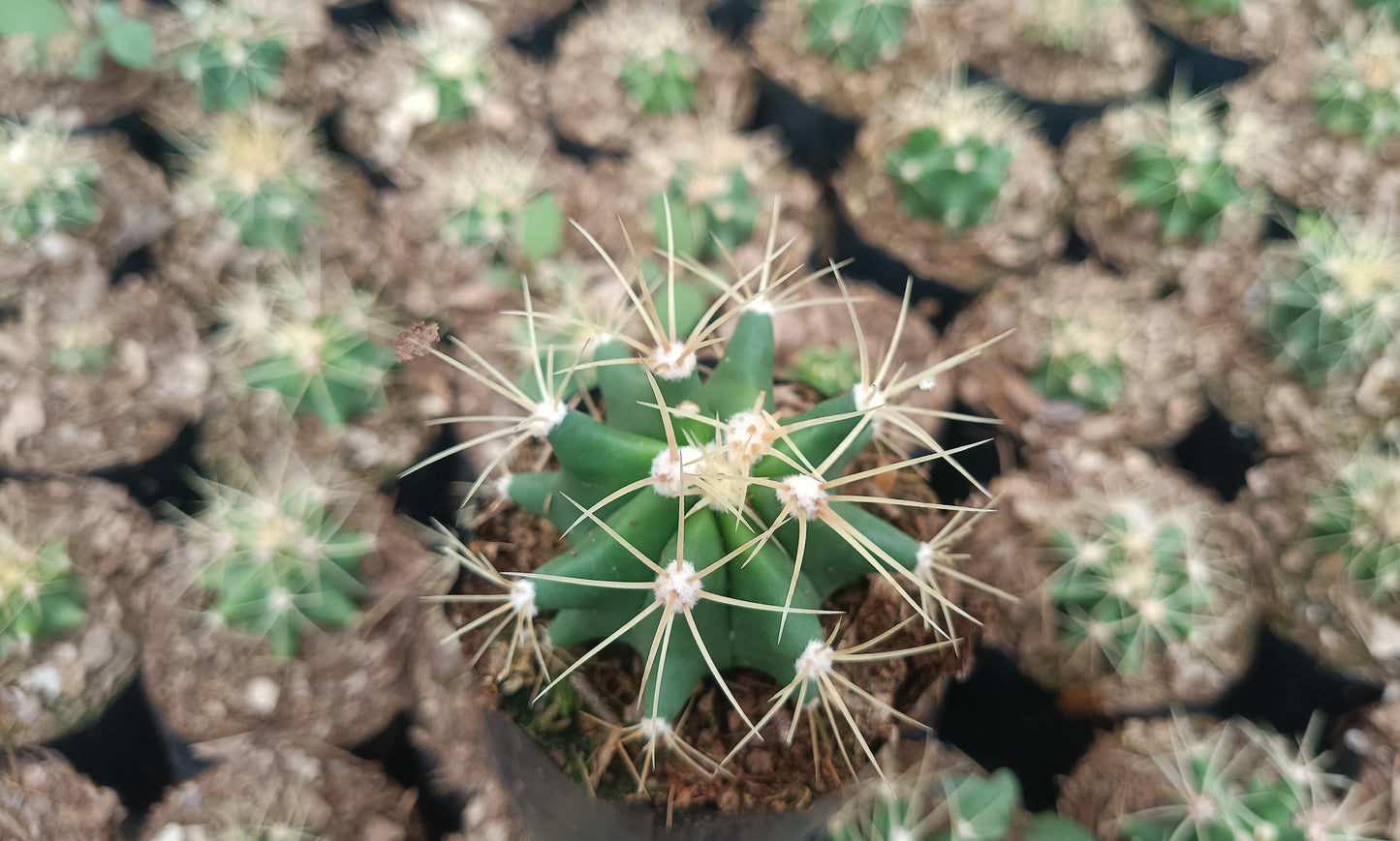 Ferocactus Glaucescens Cactus Live Plant (63–89mm Diameter) — Well Rooted & Mature