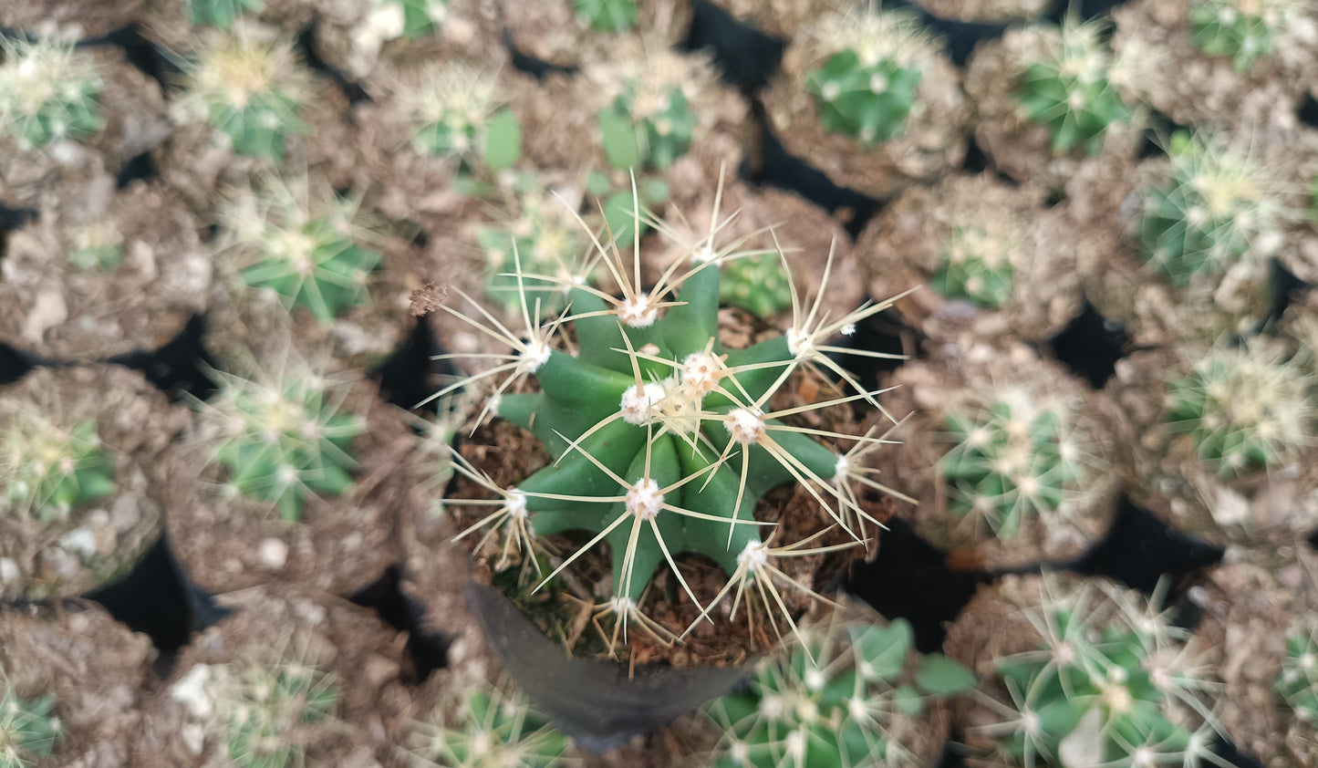 Ferocactus Glaucescens Cactus Live Plant (63–89mm Diameter) — Well Rooted & Mature