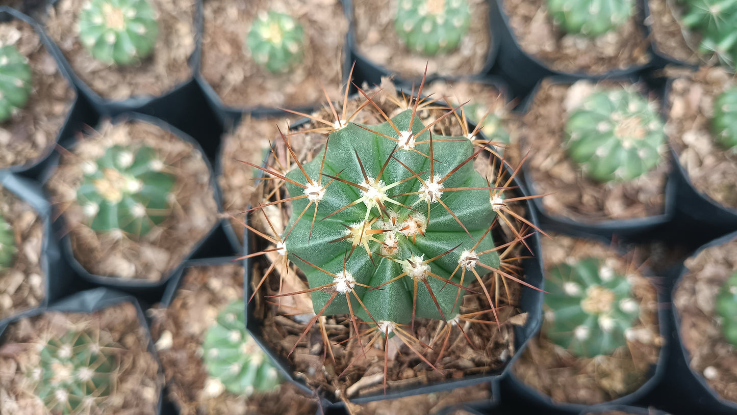 Melocactus Live Plant (63–89mm Diameter) — Well Rooted & Mature