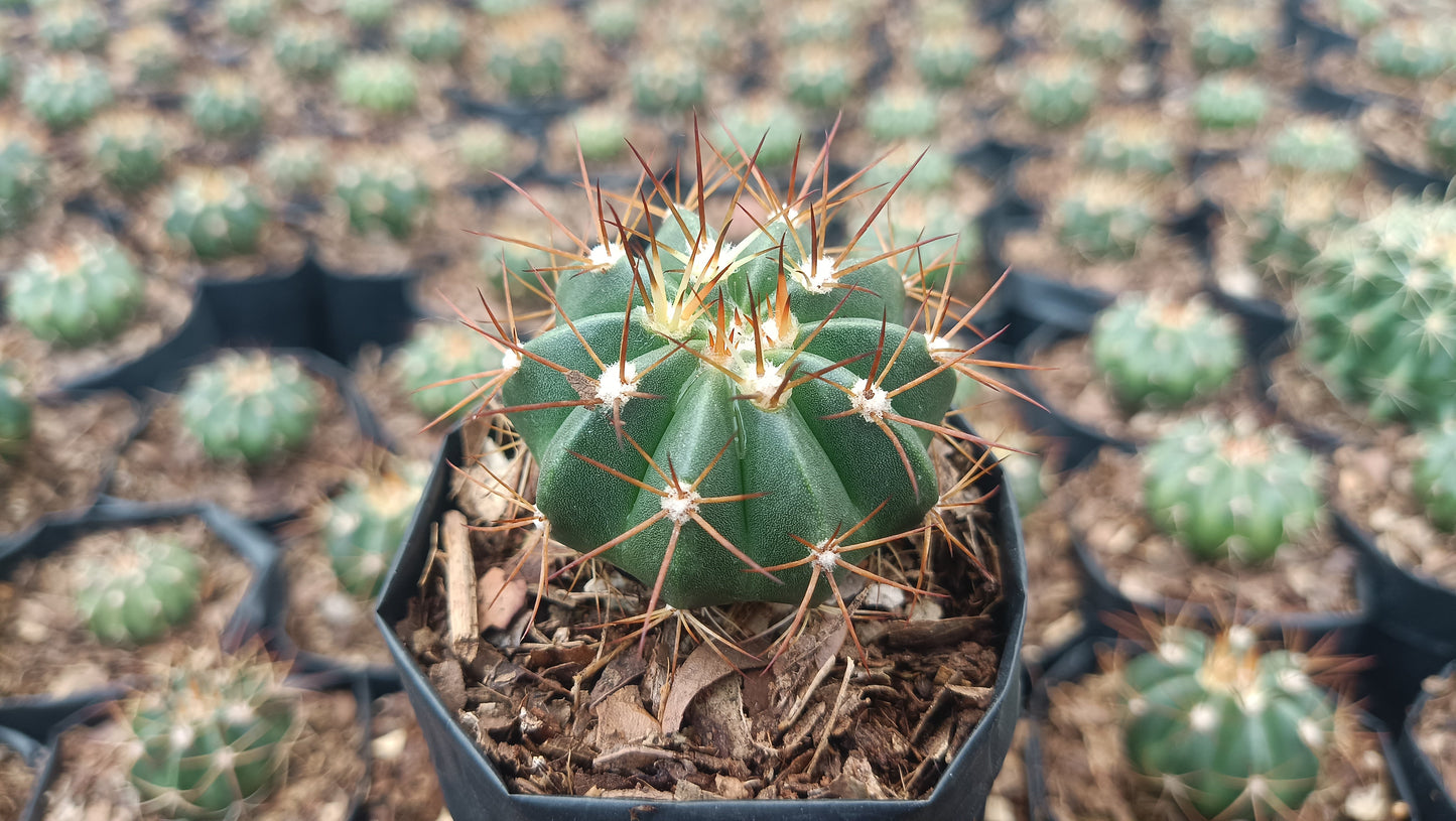 Melocactus Live Plant (63–89mm Diameter) — Well Rooted & Mature