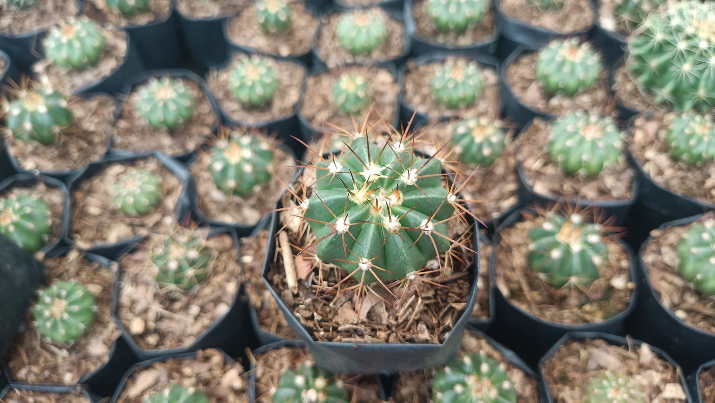 Melocactus Live Plant (63–89mm Diameter) — Well Rooted & Mature