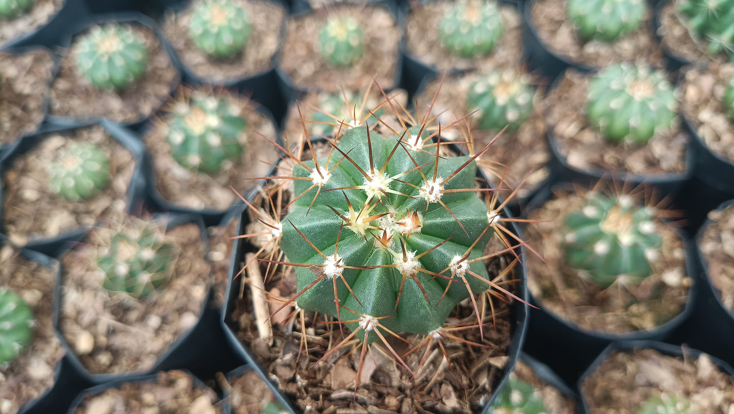 Melocactus Live Plant (63–89mm Diameter) — Well Rooted & Mature