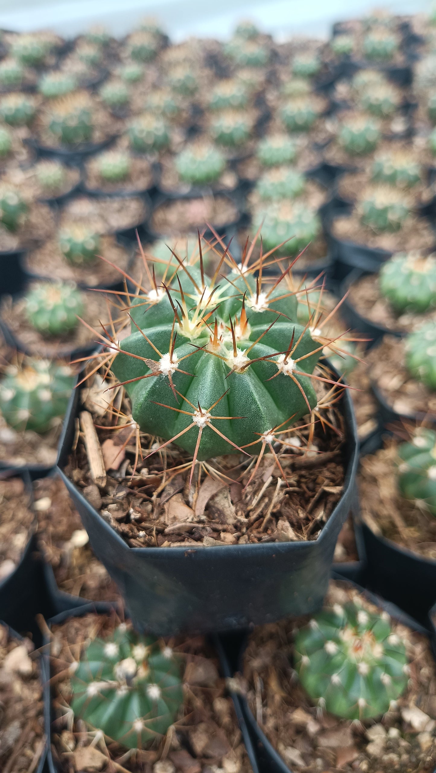 Melocactus Live Plant (63–89mm Diameter) — Well Rooted & Mature