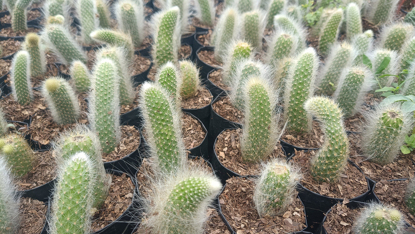 Monkey’s Tail Cactus (Rare Imported Bare Rooted Live Plant)