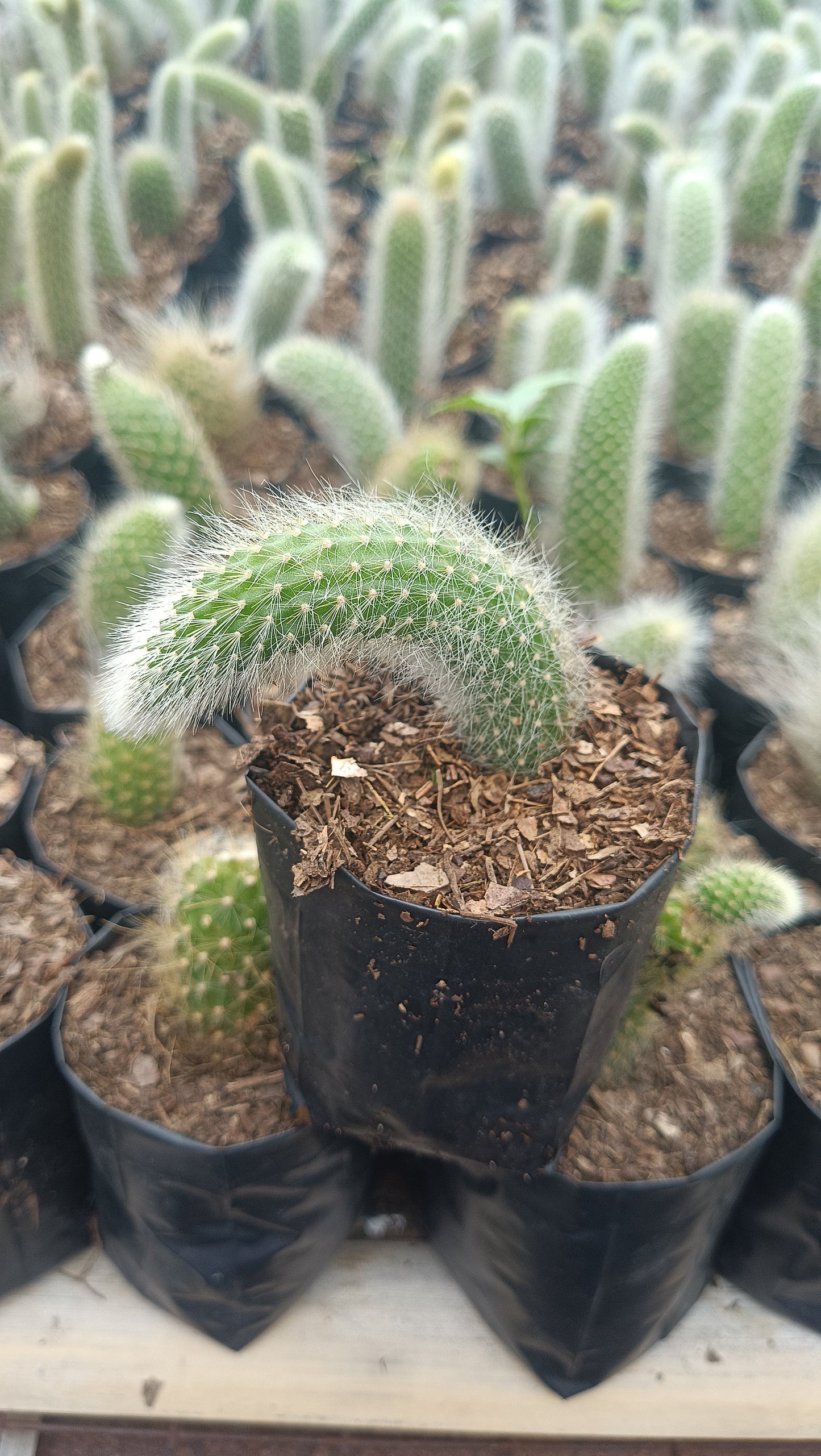 Monkey’s Tail Cactus (Rare Imported Bare Rooted Live Plant)