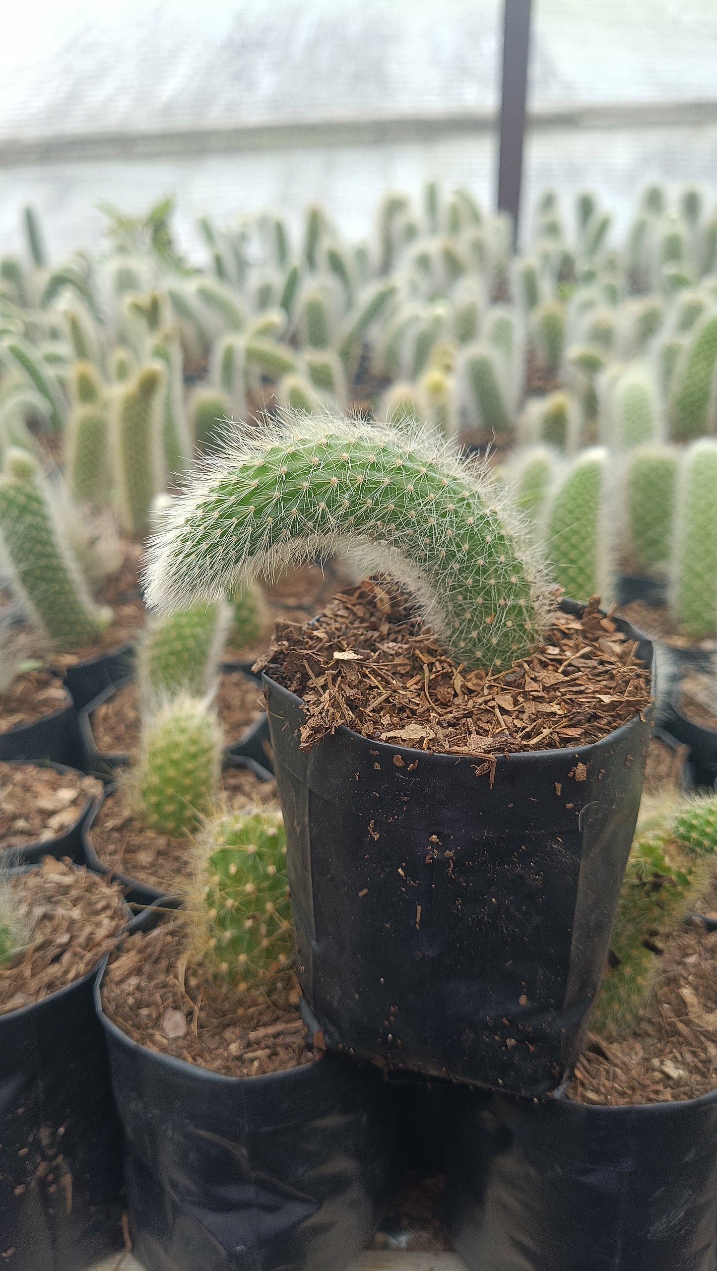 Monkey’s Tail Cactus (Rare Imported Bare Rooted Live Plant)