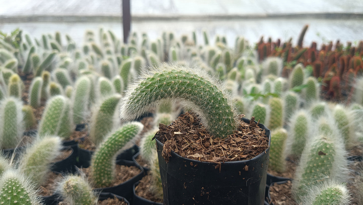 Monkey’s Tail Cactus (Rare Imported Bare Rooted Live Plant)
