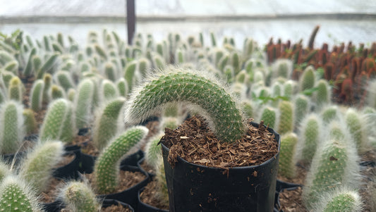 Monkey’s Tail Cactus (Rare Imported Bare Rooted Live Plant)