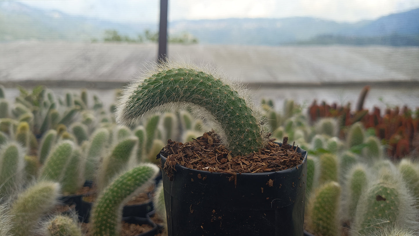 Monkey’s Tail Cactus (Rare Imported Bare Rooted Live Plant)
