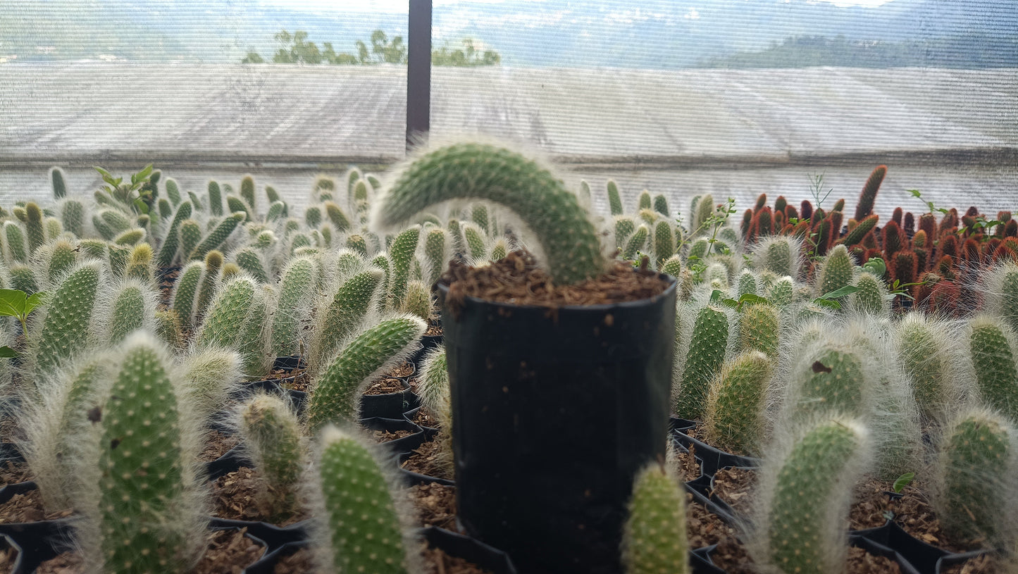 Monkey’s Tail Cactus (Rare Imported Bare Rooted Live Plant)