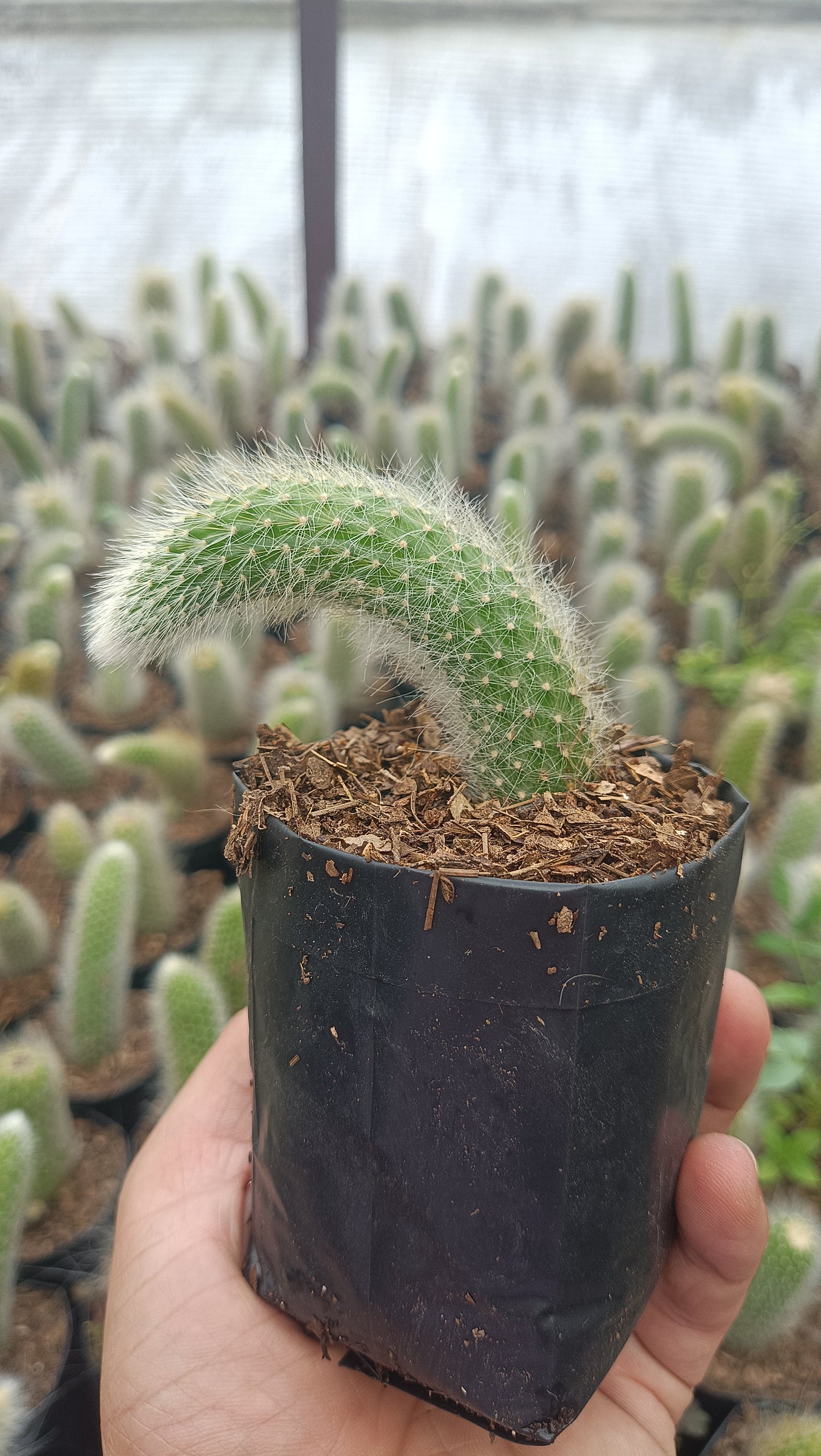 Monkey’s Tail Cactus (Rare Imported Bare Rooted Live Plant)