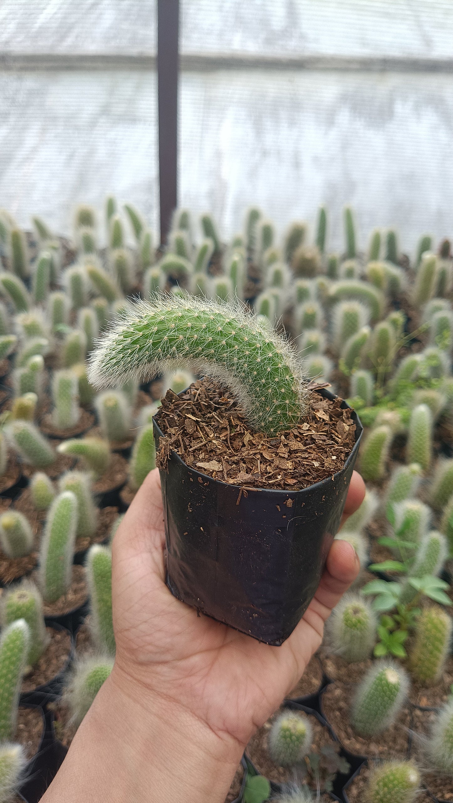 Monkey’s Tail Cactus (Rare Imported Bare Rooted Live Plant)