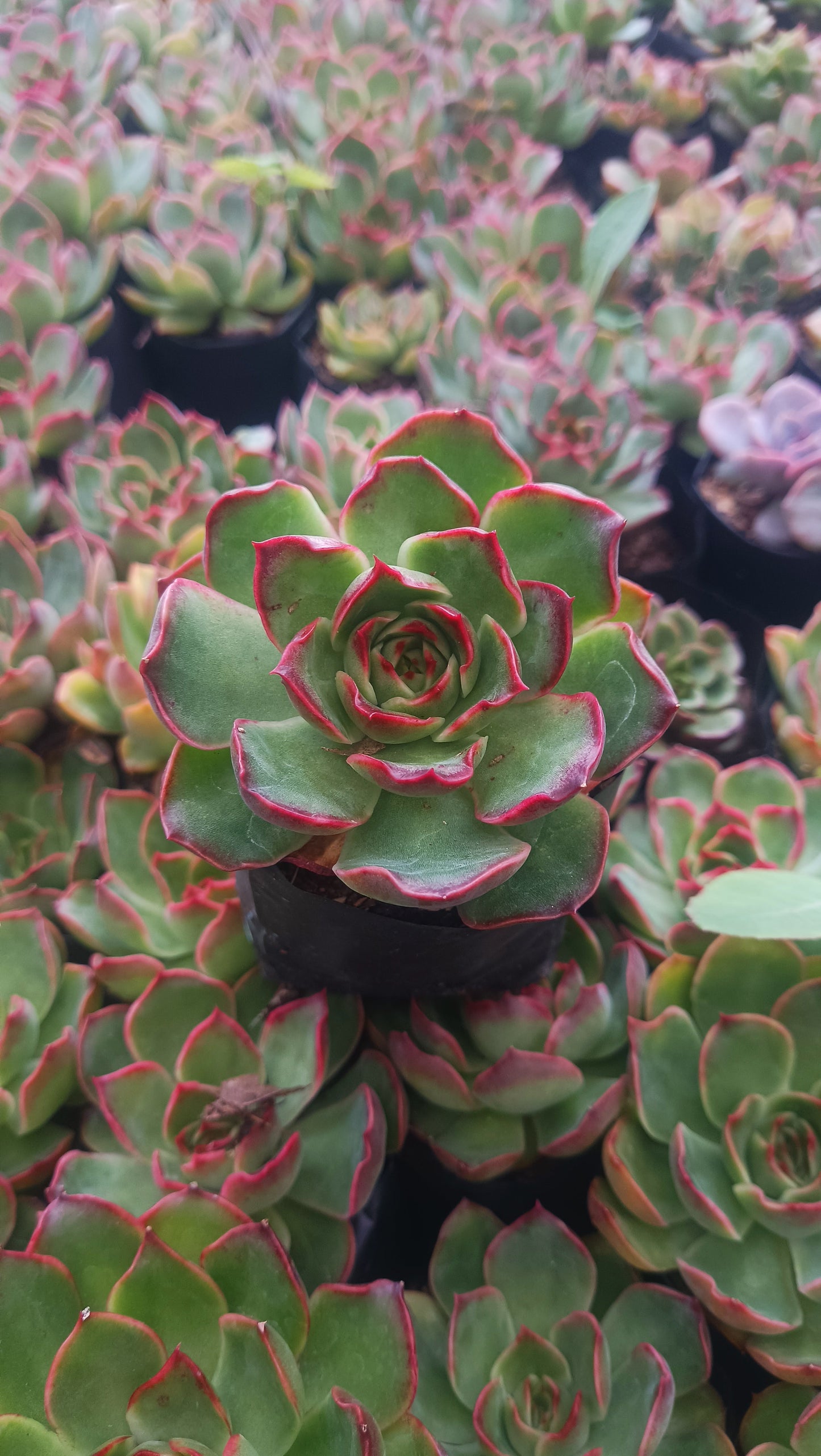 Echeveria Yang Yin (Florindo Ficou, Bare Rooted Live Plant)