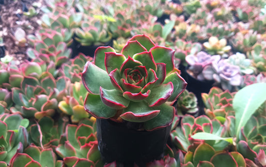 Echeveria Yang Yin (Florindo Ficou, Bare Rooted Live Plant)