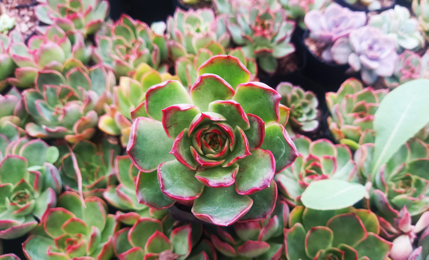 Echeveria Yang Yin (Florindo Ficou, Bare Rooted Live Plant)