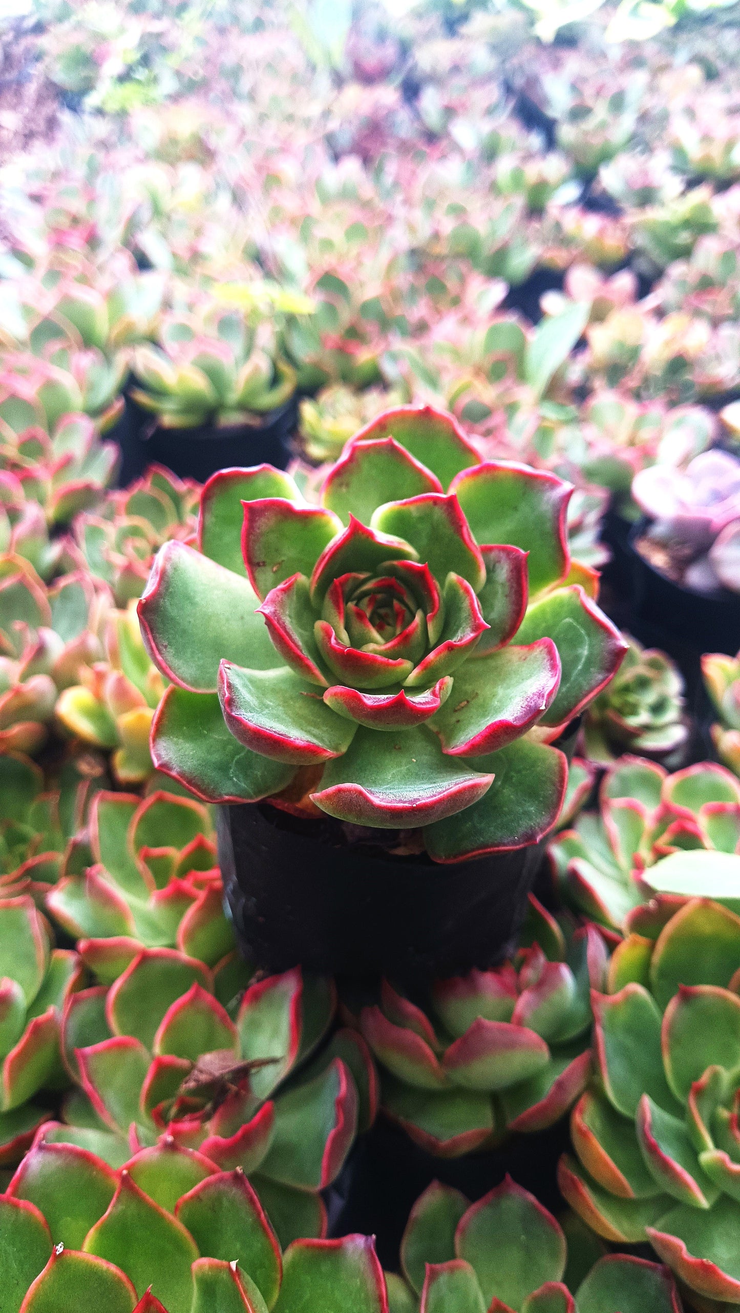Echeveria Yang Yin (Florindo Ficou, Bare Rooted Live Plant)