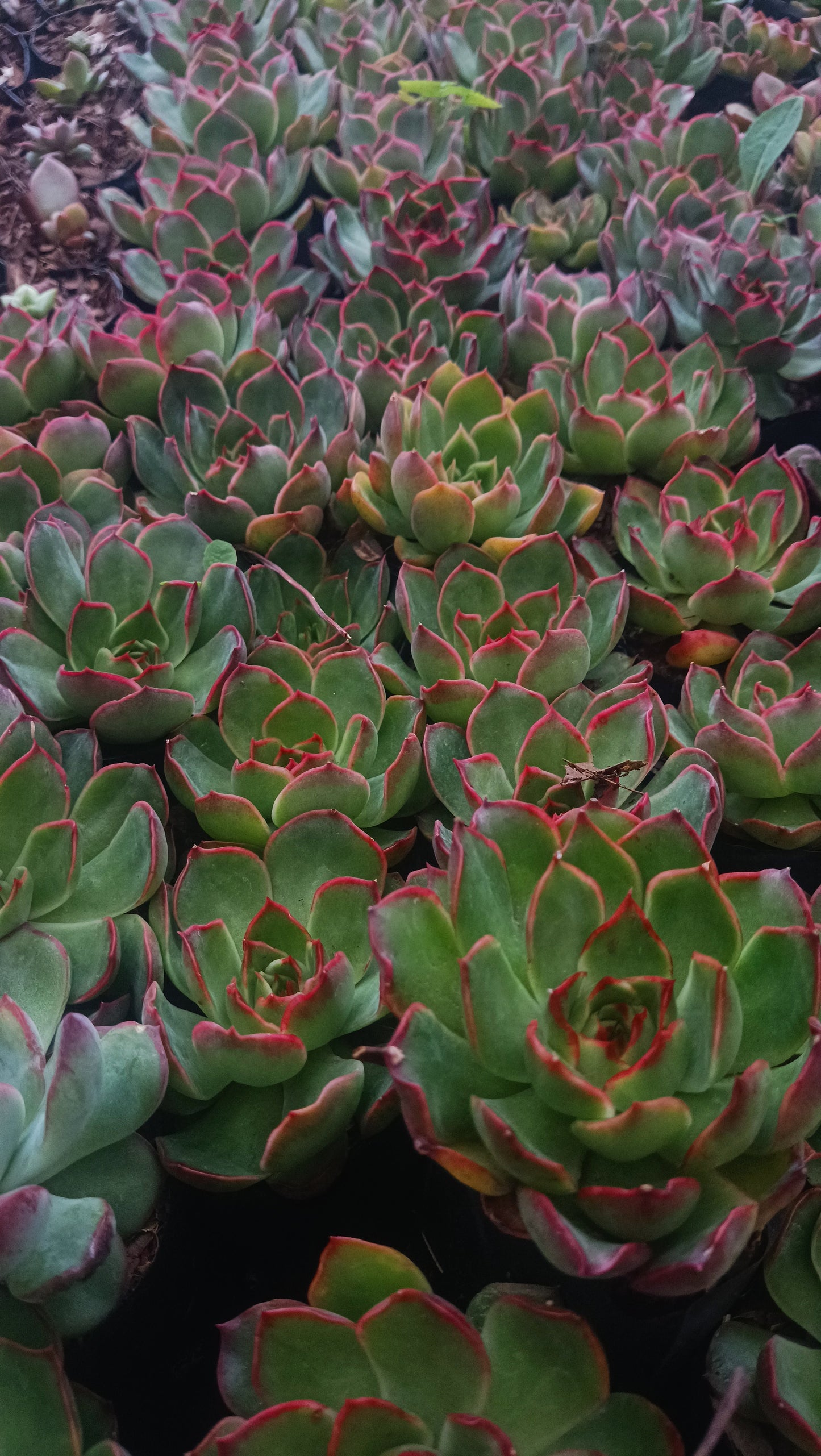 Echeveria Yang Yin (Florindo Ficou, Bare Rooted Live Plant)