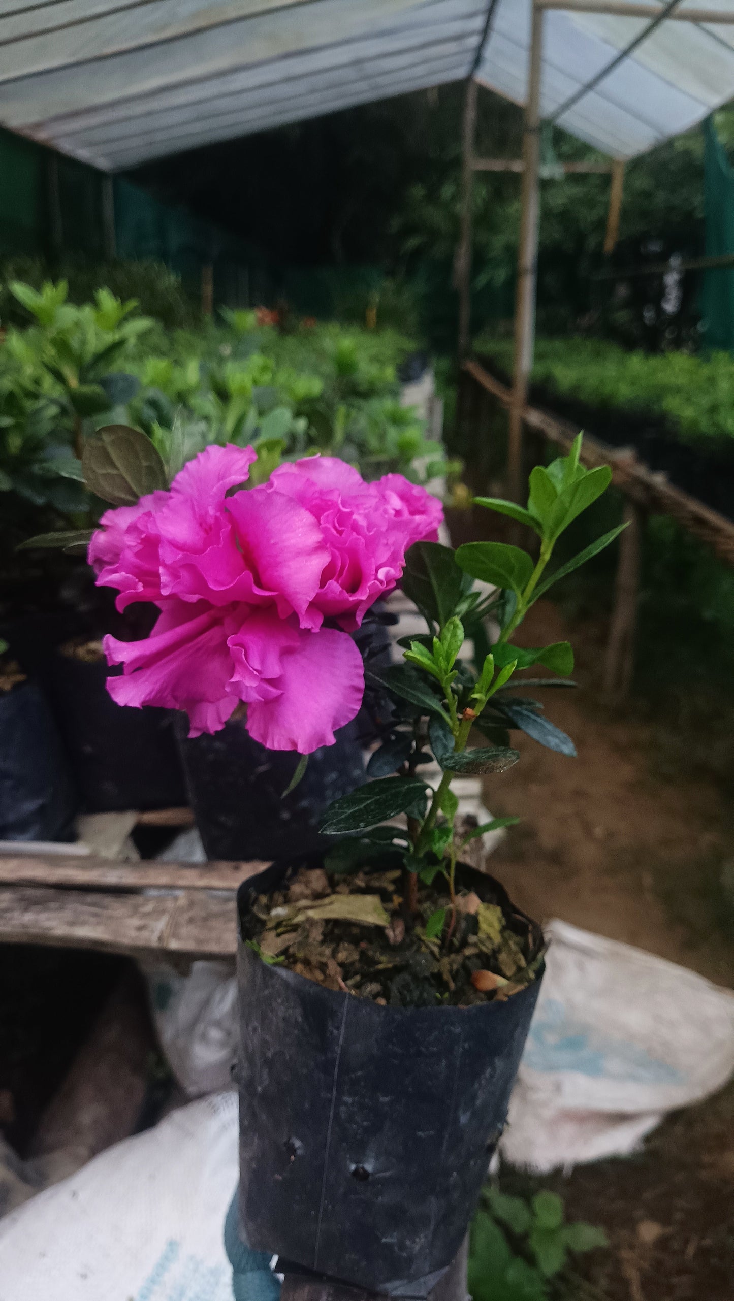 Azalea ‘Australian Light Purple’