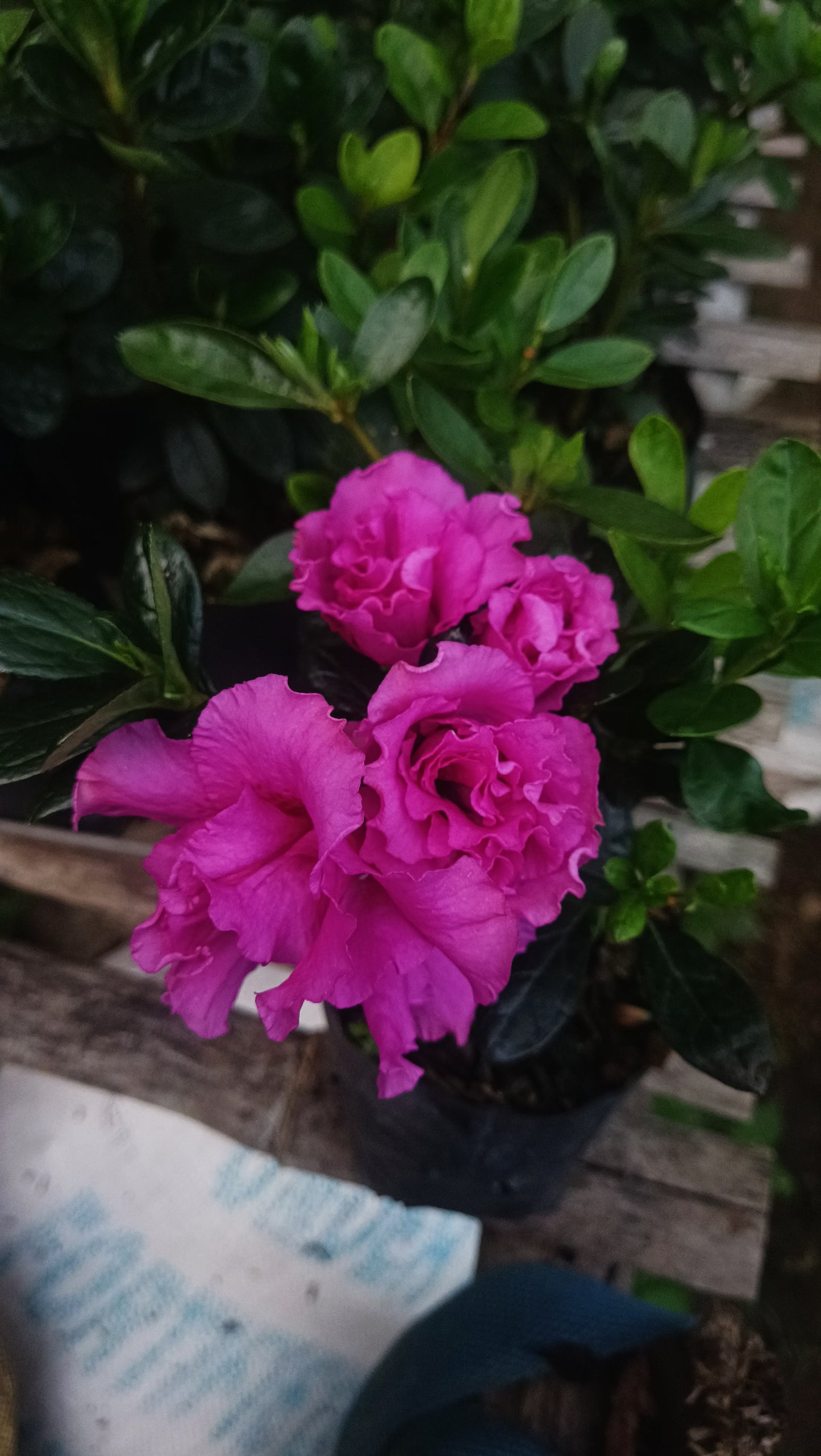 Azalea ‘Australian Light Purple’