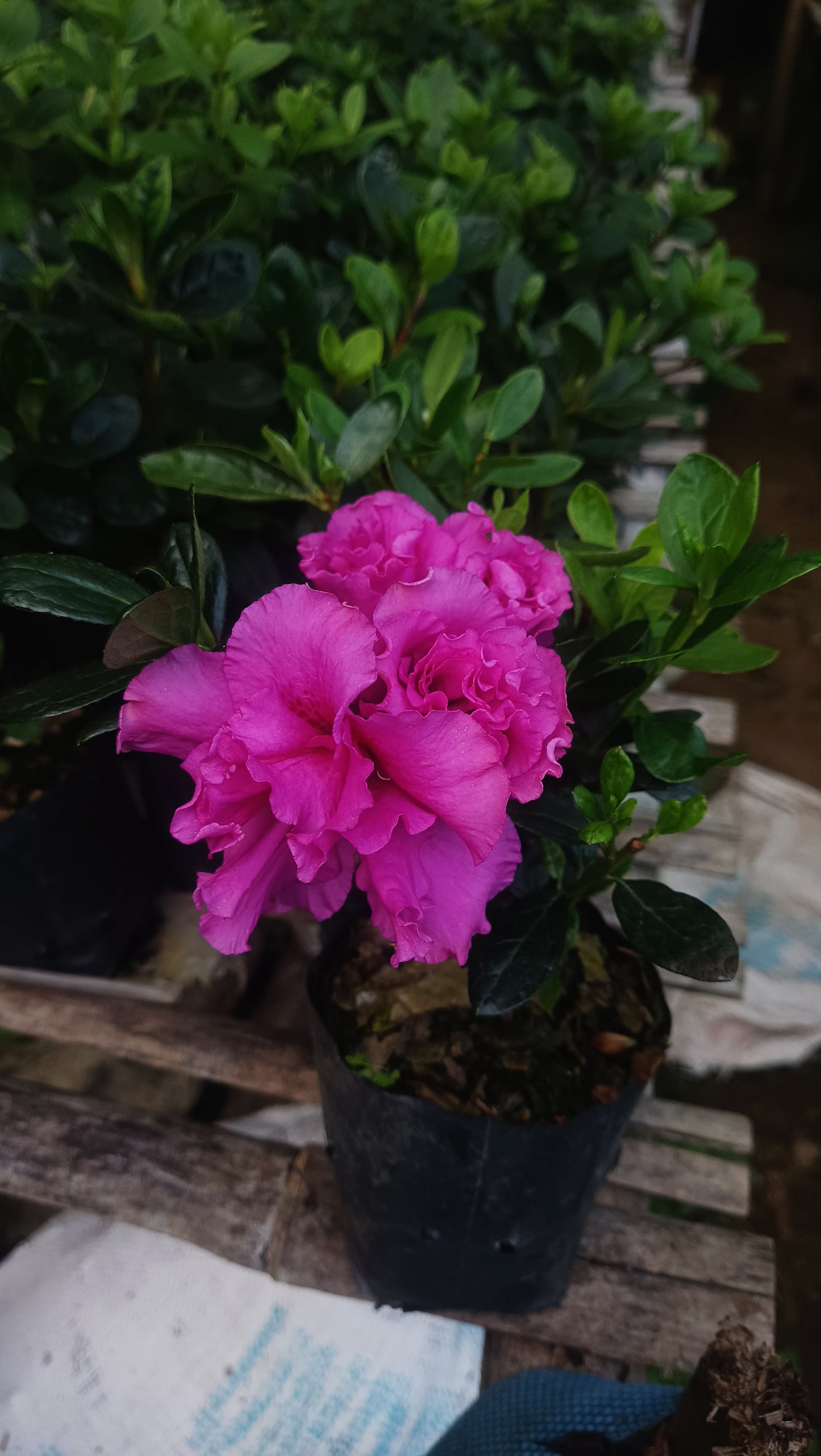 Azalea ‘Australian Light Purple’