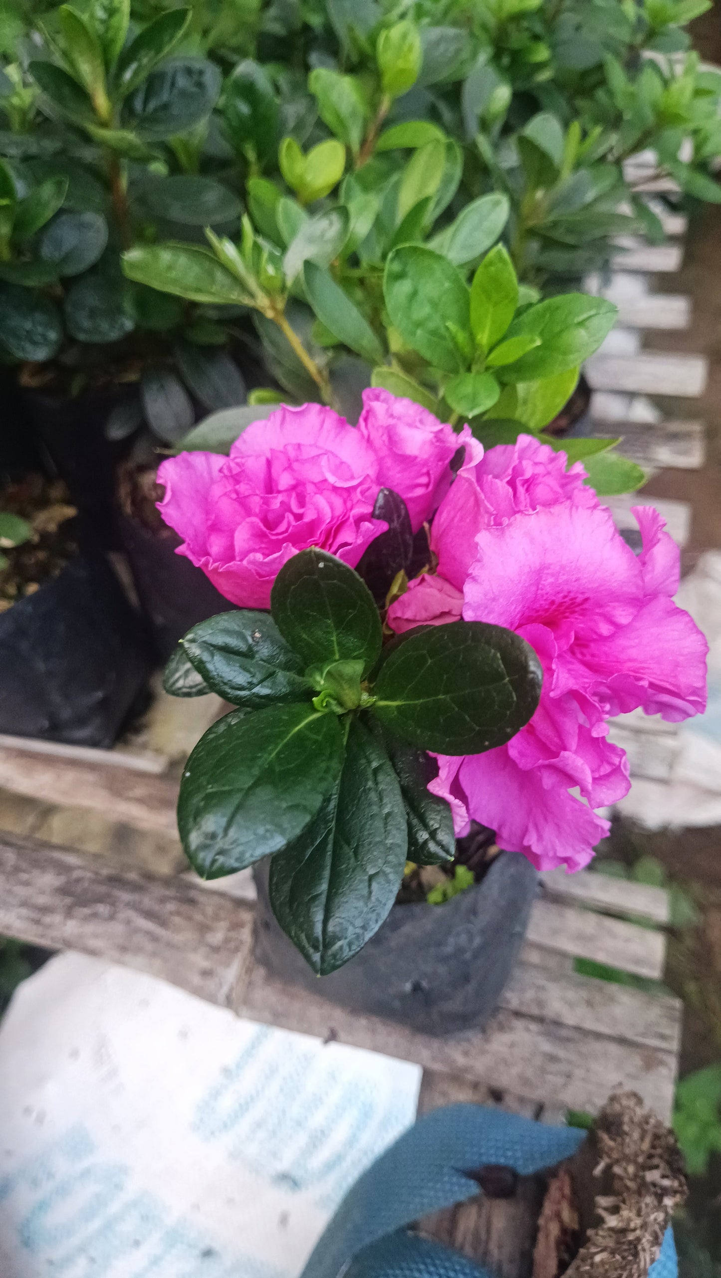 Azalea ‘Australian Light Purple’