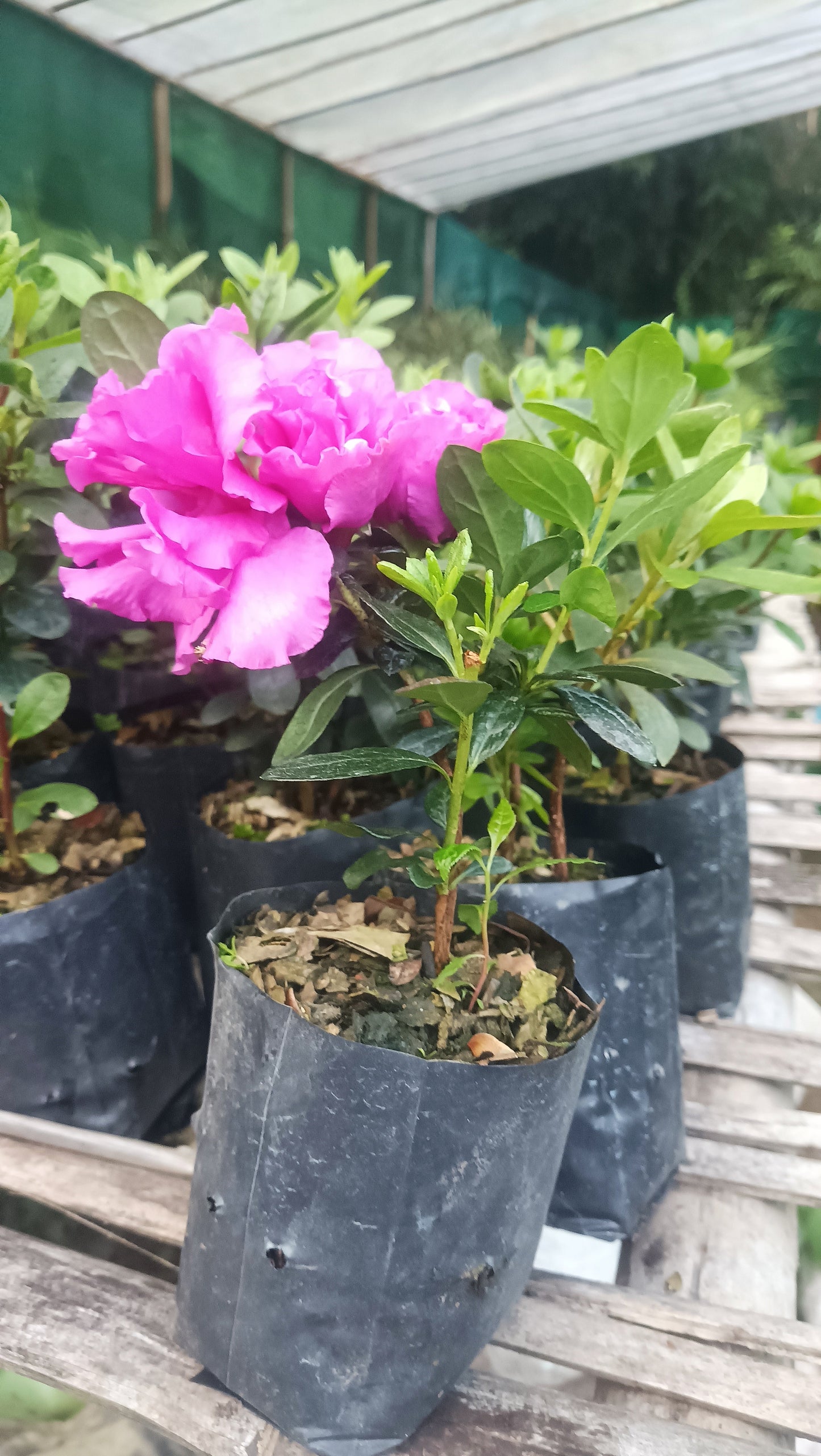 Azalea ‘Australian Light Purple’